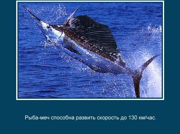 Рыбагмеч способна развить скорость до 130 мчас