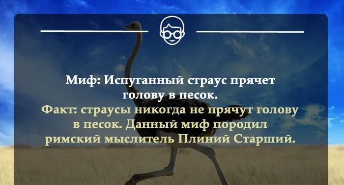 ____ Миф Испуганный страус прячет голову в песок Факт страусы никогда не прячут голову в песок Данный миф породил римский мыслитель Плиний Старший