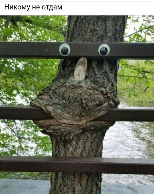 Никому не отдам