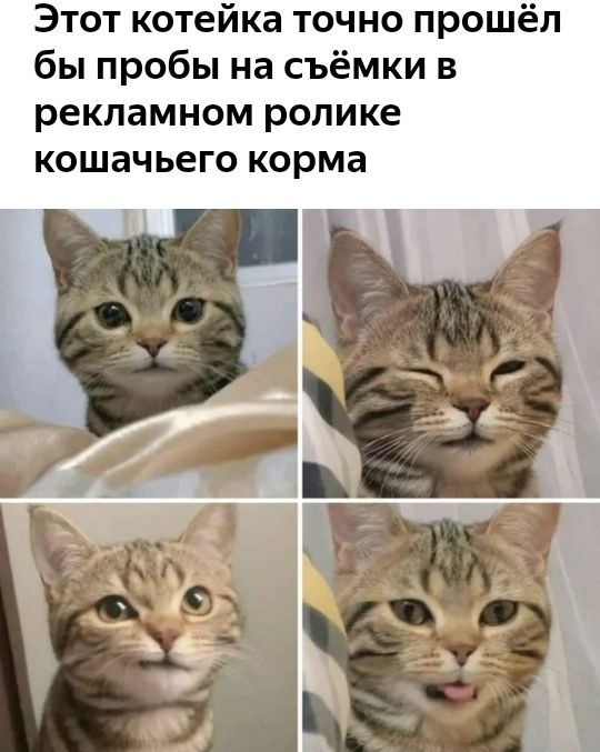 Этот котейка точно прошёл бы пробы на съёмки в рекламном ролике КОШЗЧЬ6Г0 корма