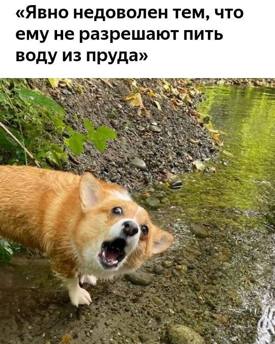 Явно недоволен тем что ему не разрешают пить воду из пруда