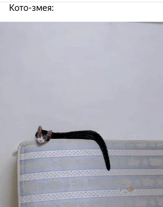 Коте змея
