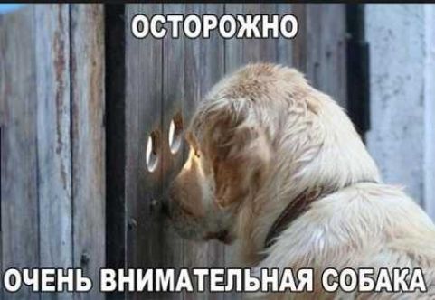 Оощйно очень внимательная собака
