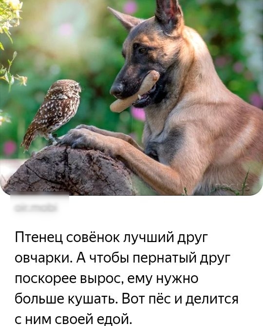Птенец совёнок лучший друг овчарки А чтобы пернатый друг поскорее вырос ему нужно больше кушать Вот пёс и делится с ним своей