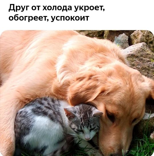 Друг от холода укроет обогреет успокоит