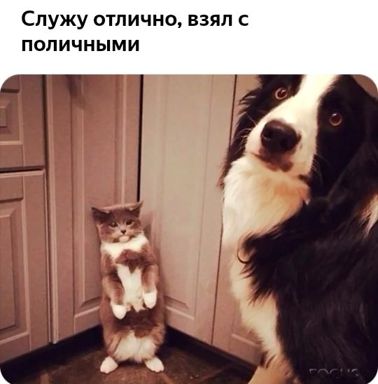 Служу отлично взял поличными