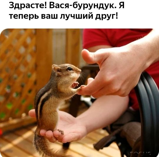 Здрасте Вася бурундук Я теперь ваш лучший друг