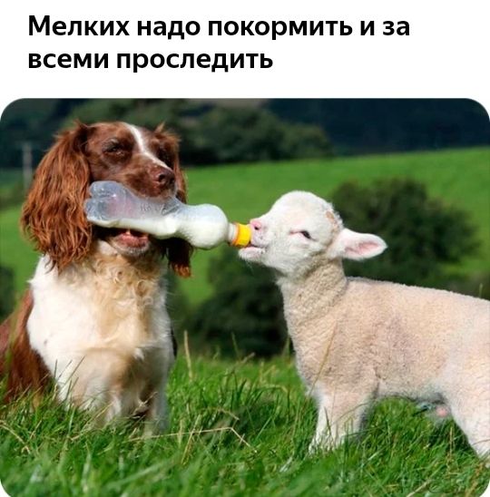 Мелких надо ПОКОРМИТЬ И за ВСЕМИ проследить