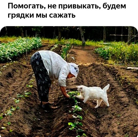 Помогать не привыкать будем грядки мы сажать