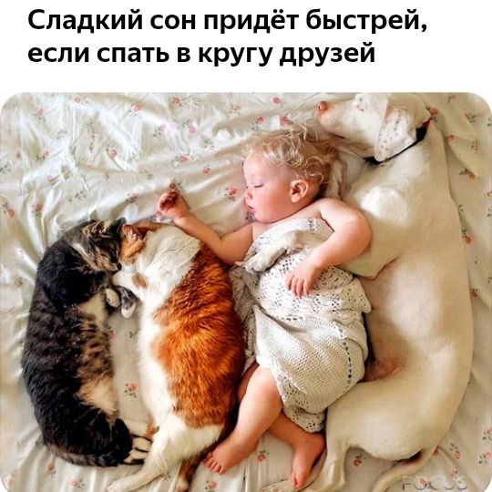 Сладкий сон придёт быстрей если спать в кругу друзей