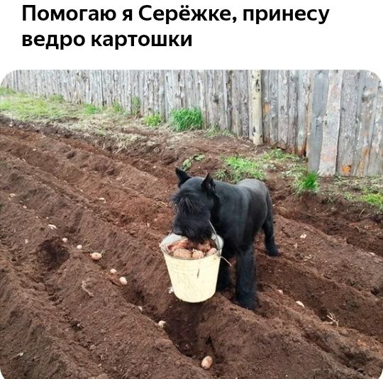 Помогаю я Серёжке принесу ведро картошки