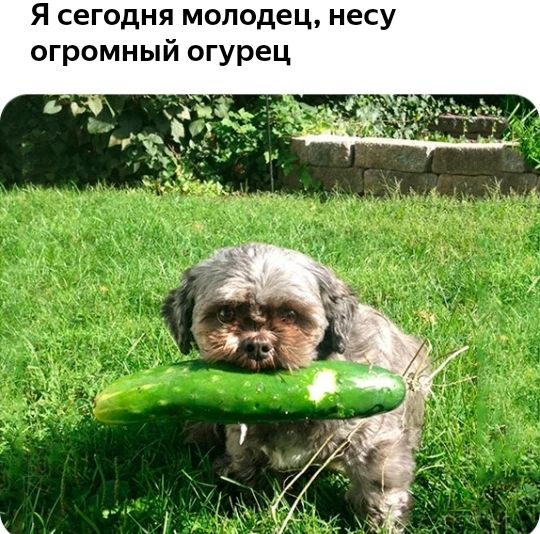 Я сегодня молодец несу огромный огурец
