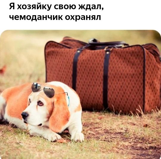 Я хозяйку свою ждал чемоданчик охранял