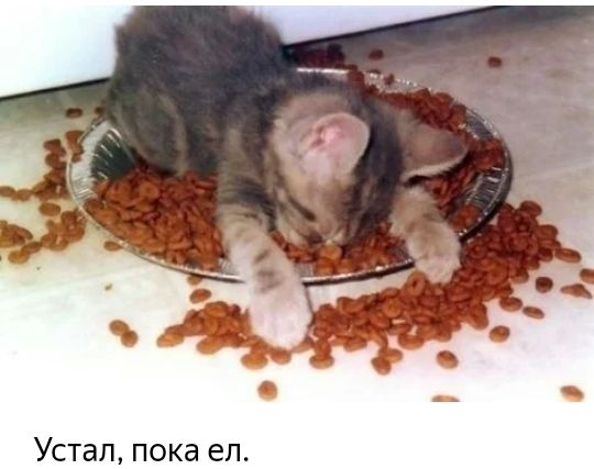 Устал пока ел