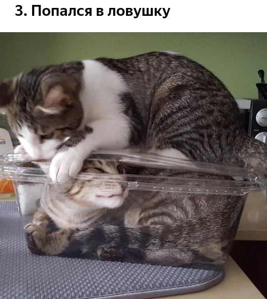3 опался в ловушку