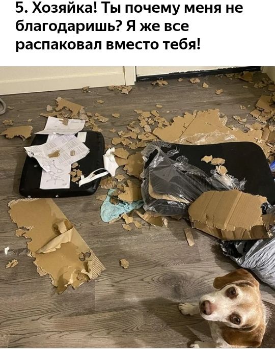5 Хозяйка Ты почему меня не бпагодаришь Я же все распаковал вместо тебя