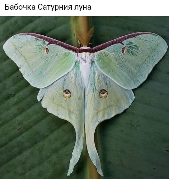 Бабочка Сатурния луна