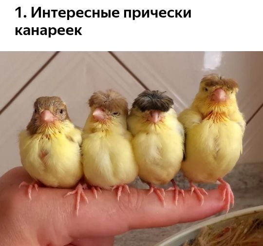 1 Интересные прически КЗНЭ реек