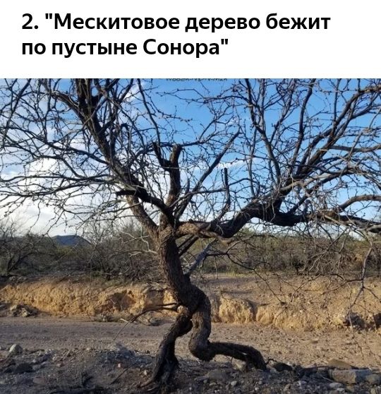2 Мескитовое дерево бежит по пустыне Сонора