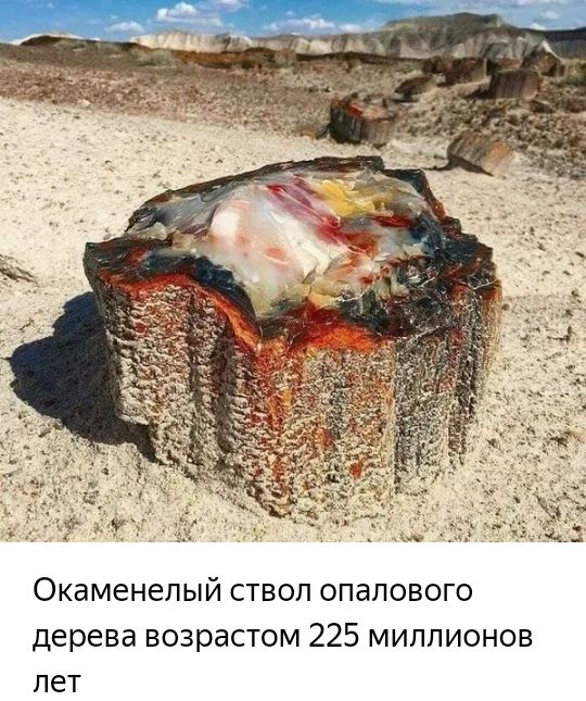 Окаменепый ствол опалового дерева возрастом 225 миллионов лет