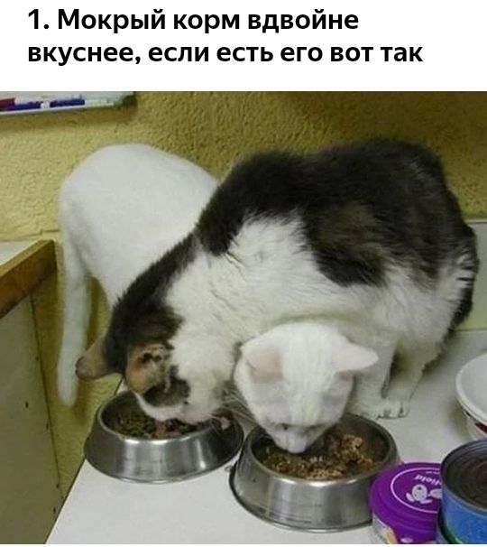 1 Мокрый корм вдвойне вкуснее если есть его вот так