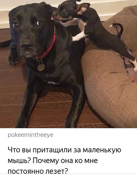 Что вы притащили за маленькую мышь Почему она ко мне постоянно лезет