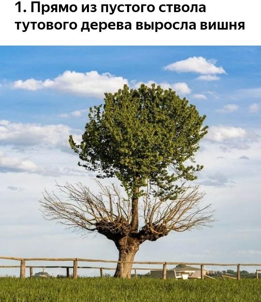 1 Прямо из пустого ствола тутового дерева выросла вишня