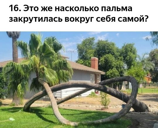 16 Это же насколько пальма закрутилась вокруг себя самой