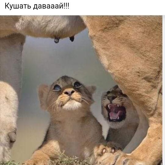 Кушать давааай