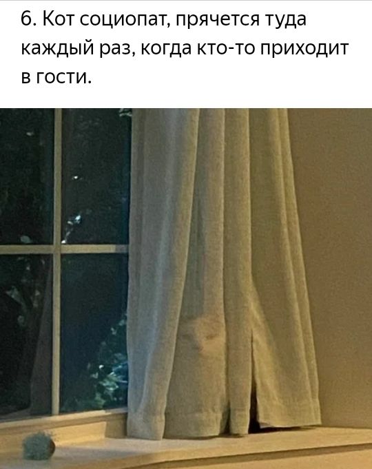 6 Кот социопат прячется туда каждый раз когда кто то приходит В ГОСТИ
