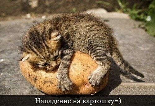 Нападение на картошку
