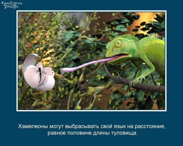 Хамелеоны могут выбрасывать свой язык на расстояние равное половине длины туловища