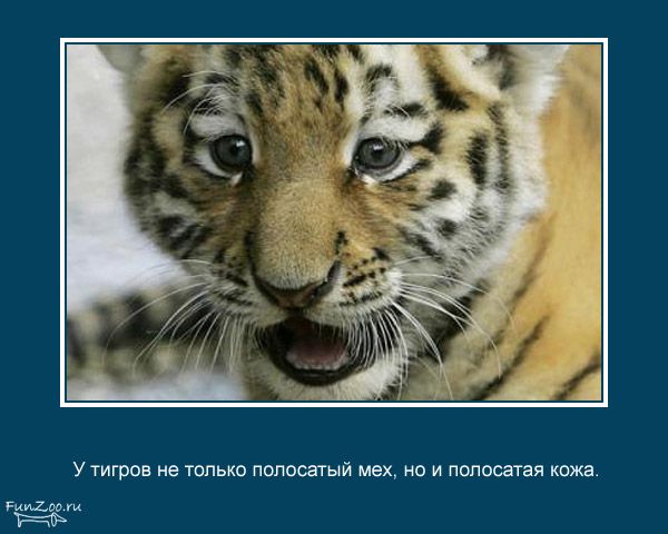 Утигрое не только полосатый мех но и полосатая кожа мимо