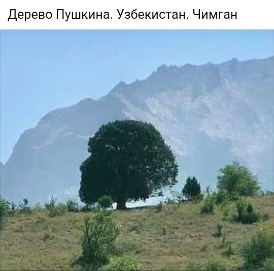 Дерево Пушкина Узбекистан Чимган