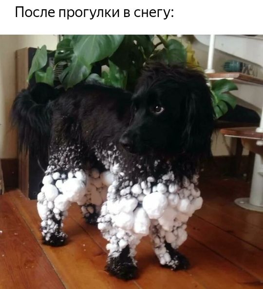После прогулки в снегу