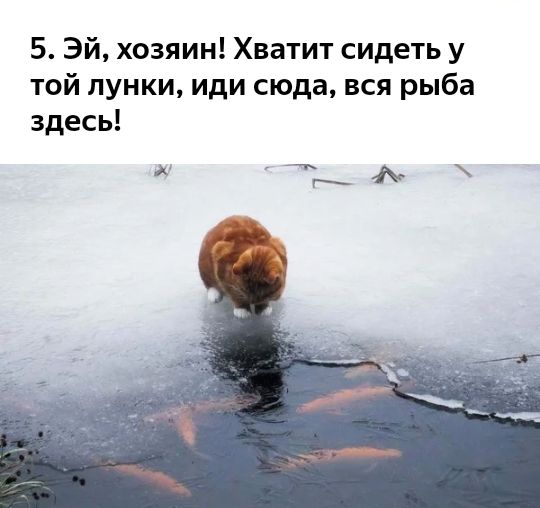 5 Эй хозяин Хватит сидеть у той лунки иди сюда вся рыба здесь