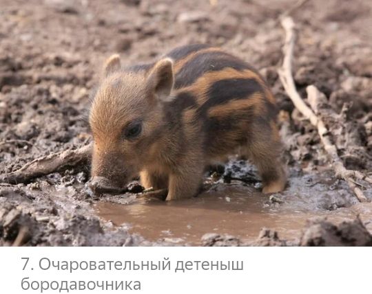 7 Очаровательный детеныш бородавочника
