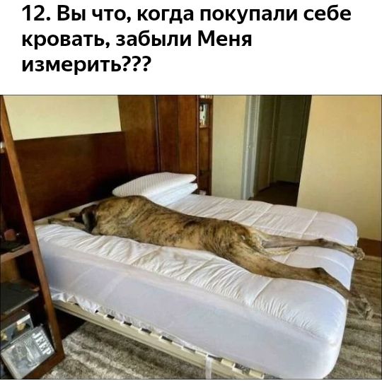 12 Вы что когда покупали себе кровать забыли Меня измерить