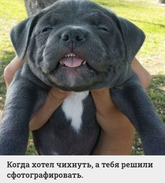Когда хотеп чихнуть а тебя решили сфотографировать