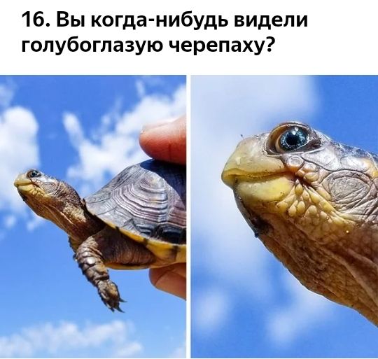 16 Вы когда нибудь видели голубоглазую черепаху
