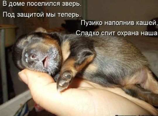 В доме поселился зверь Под защитой мы теперь Пуэико наполнив кашей Сладко спит охрана наша