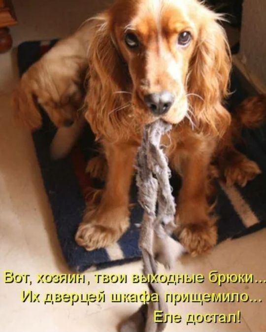 Вот коз и гвои двер _рй шка