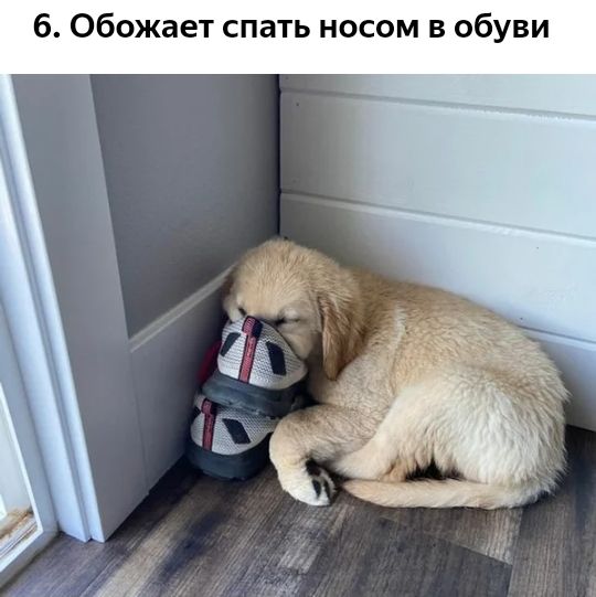 б Обожает спать носом в обуви
