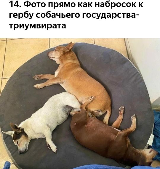 14 Фото прямо как набросок к гербу собачьего государства триумвирата