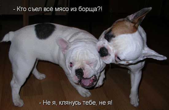 Кто съел всё мясо из борщад Не я клянусь тебе не я