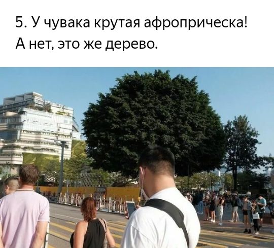 5 У чувака крутая афроприческа А нет это же дерево