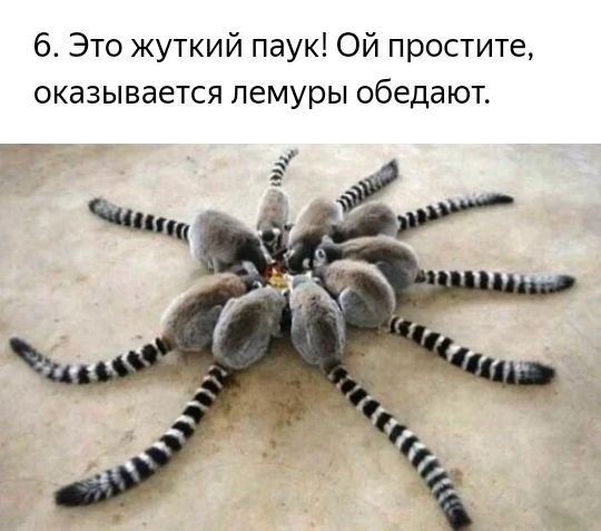 6 Это жуткий паук Ой простите оказывается лемуры обедают ё