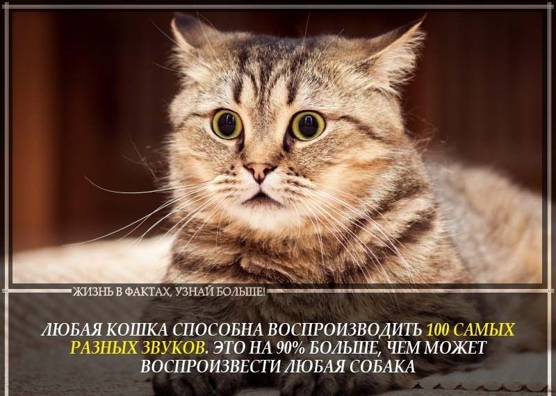 жизнь в акте УЗНАЙ гасЕЩЕ АЮБАЯКОША СПОСОБНА ВОСПРОИЗВОДИТЪ 100 САМЫХ РАЗНЫХ ЗВУКОВ ЭТО НА 90 БОЛЬШЕ ЧШ МОЖЕТ ВОСГПОИЗВЕСТИ ЛЮБАЯ СОБАКА