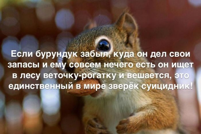 ътіібуру уЁук забэкуда дел свои запасы и е совсемт нечего он и в лесу точку рй ср единст ый в мирт ищи