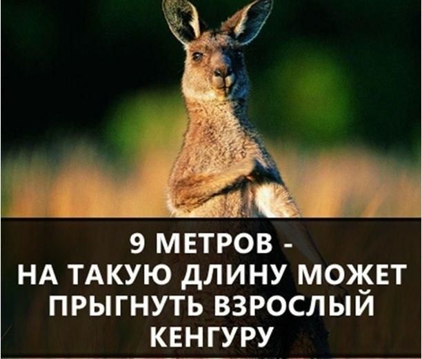 9 МЕТРОВ ЩіЁА _ НА ТАКУЮ дЛИНУ МОЖЕТ ПРЫГНУТЬ ВЗРОСЛЫЙ КЕН ГУРУ